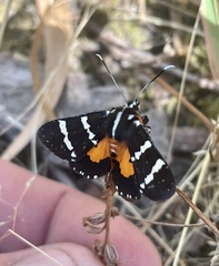 Hecatesia fenestrata