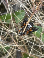 Hecatesia fenestrata