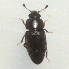 Carpophilus