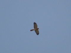 Accipiter brevipes