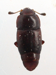 Carpophilus