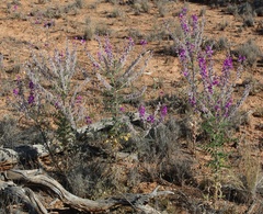 Swainsona elegantoides