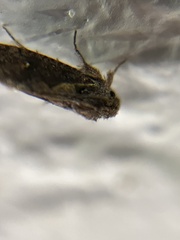 Acrolophus walsinghami