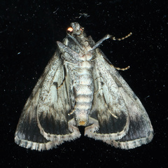 Salma cinerascens