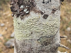 Pertusaria texana