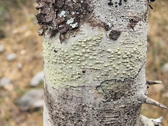 Pertusaria texana