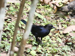 Molothrus bonariensis