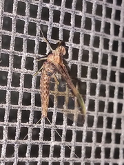 Callibaetis floridanus