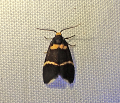 Thallarcha phalarota