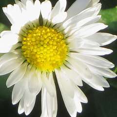 Bellis perennis