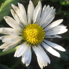 Bellis perennis