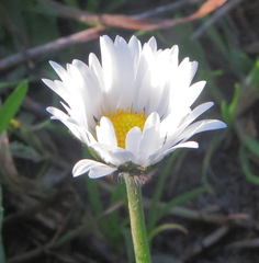 Bellis perennis