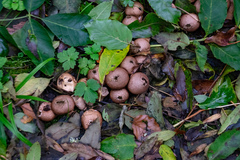 Lycoperdon molle