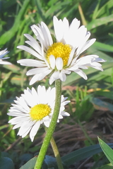 Bellis perennis
