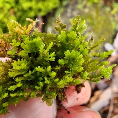 Forsstroemia trichomitria