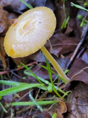 Bolbitius