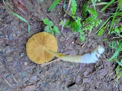 Bolbitius