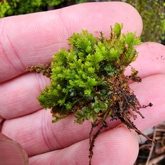 Forsstroemia trichomitria