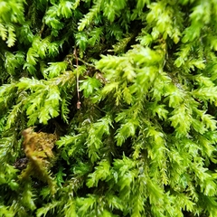 Forsstroemia trichomitria