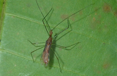 Atopozelus