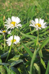 Bellis perennis
