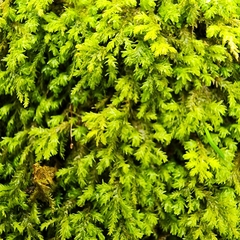 Forsstroemia trichomitria