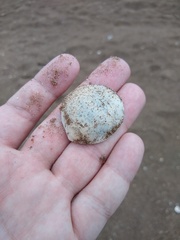 Glycymeris longior