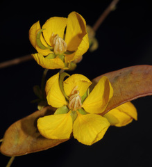 Senna pilocarina