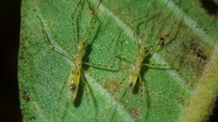 Atopozelus