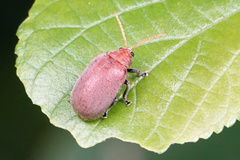 Menippus cynicus
