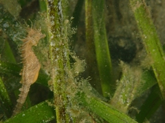 Hippocampus breviceps