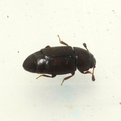 Carpophilus