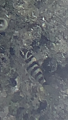 Abudefduf