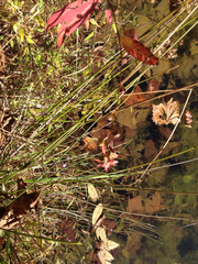 Ludwigia alternifolia