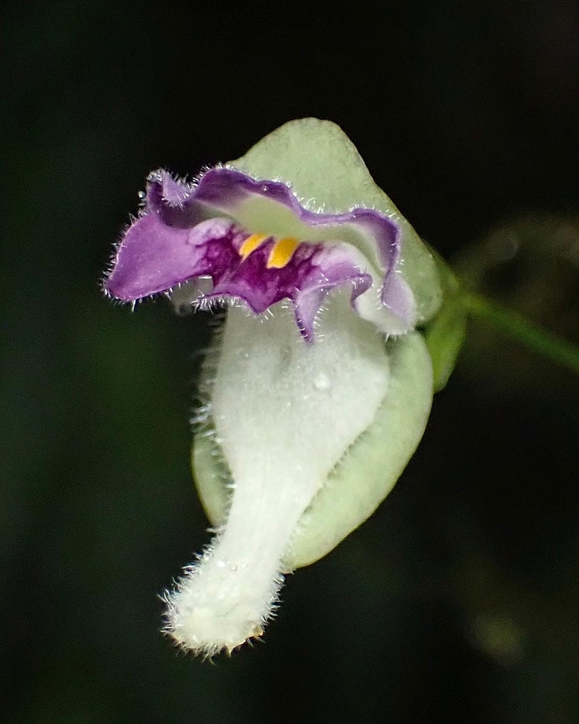 Jameson's utricularia
