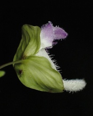 Utricularia jamesoniana