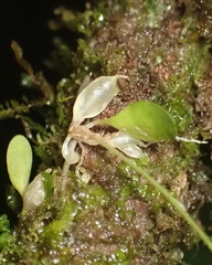 Utricularia jamesoniana