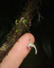 Utricularia jamesoniana
