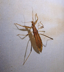 Sastrapada australica