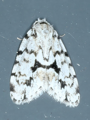Thallarcha macilenta
