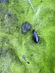 Platyninae