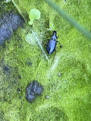 Platyninae