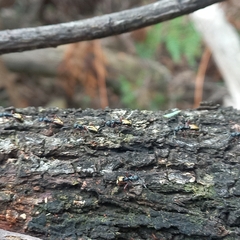 Dolichoderus doriae