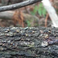 Dolichoderus doriae