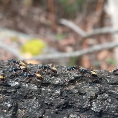 Dolichoderus doriae
