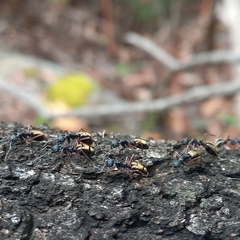 Dolichoderus doriae