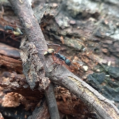 Dolichoderus doriae