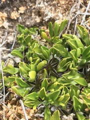 Caltha appendiculata