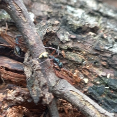 Dolichoderus doriae