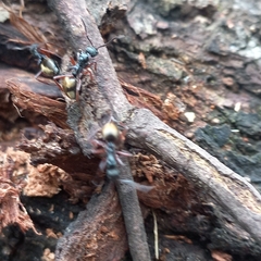 Dolichoderus doriae